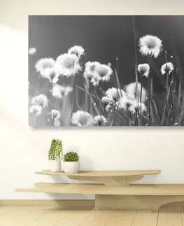 Černobílé obrazy Obraz bavlněná tráva v černobílém provedení