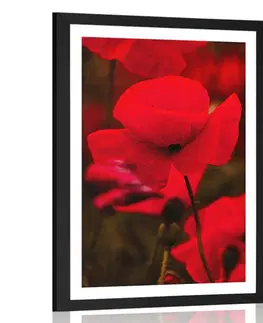 Květiny Plakát s paspartou pole divokých máků
