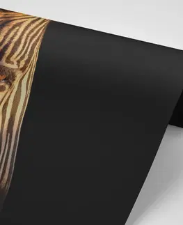 Samolepící tapety Samolepící fototapeta portrét zebry