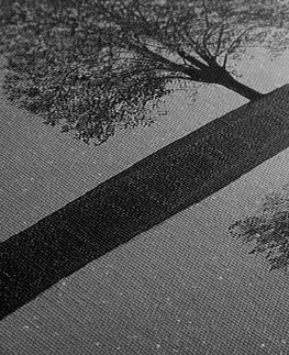 Černobílé obrazy Obraz hvězdná obloha nad osamělým stromem v černobílém provedení