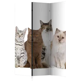 Paravány Paraván Sweet Cats Dekorhome 135x172 cm (3-dílný)