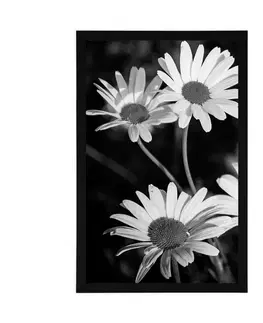 Černobílé Plakát sedmikrásky na zahradě v černobílém provedení