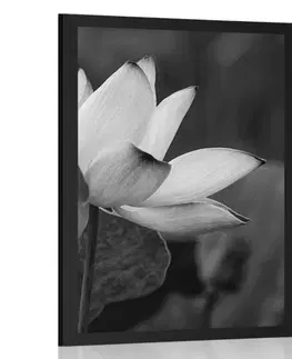 Černobílé Plakát jemný lotosový květ v černobílém provedení