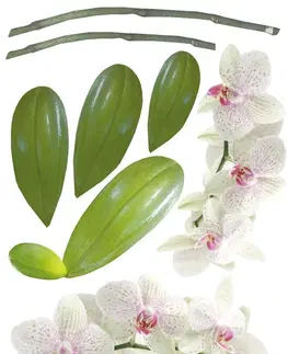 Nálepky Dekorační nálepky na stěnu nádherná orchidej