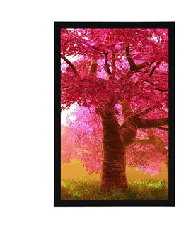 Příroda Plakát rozkvetlé stromy třešně