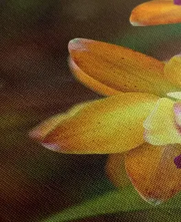 Obrazy květů Obraz oranžová orchidej