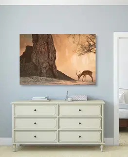 Obrazy zvířat Obraz africká antilopa