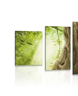Obrazy přírody a krajiny 5-dílný obraz kořen stromu