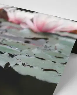 Samolepící tapety Samolepící fototapeta lotosový květ