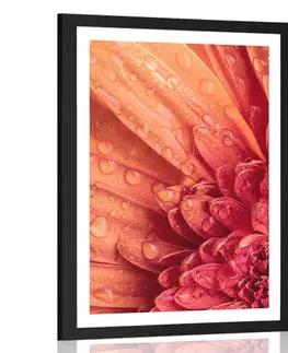 Květiny Plakát s paspartou oranžová gerbera s kapkami vody