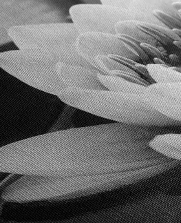 Černobílé obrazy Obraz lotosový květ v jezeře v černobílém provedení
