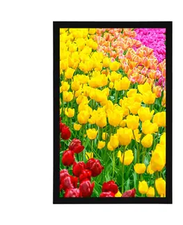 Květiny Plakát zahrada plná tulipánů