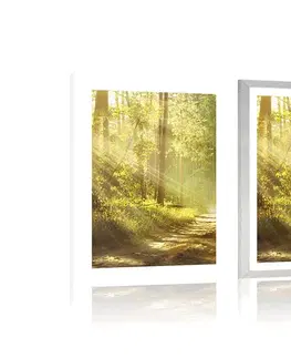 Příroda Plakát s paspartou sluneční paprsky v lese