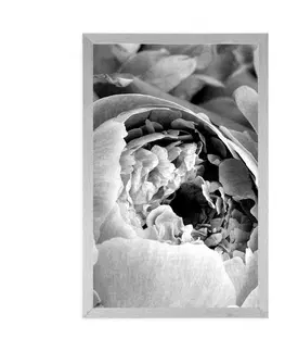 Černobílé Plakát černobílé lupínky květu