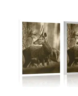 Černobílé Plakát jelen v borovém lese v sépiovém provedení