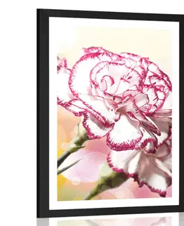 Květiny Plakát s paspartou elegantní karafiát