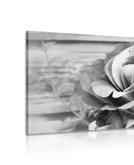 Černobílé obrazy Obraz elegantní vintage růže v černobílém provedení