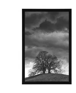 Černobílé Plakát černobílé osamělé stromy