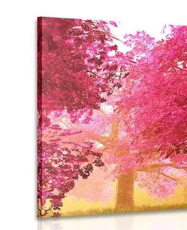 Obrazy přírody a krajiny Obraz kouzelné rozkvetlé stromy třešně