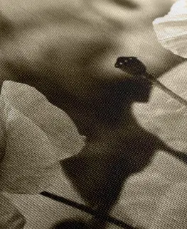 Černobílé obrazy Obraz pole divokých máků v sépiovém provedení