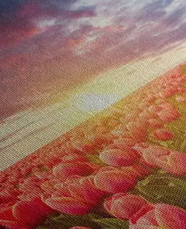 Obrazy květů Obraz východ slunce nad loukou s tulipány