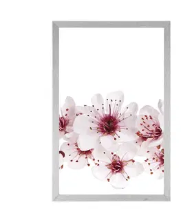 Květiny Plakát třešňové květiny