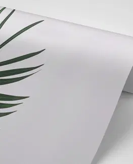 Samolepící tapety Samolepící fototapeta nádherný palmový list