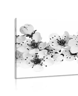 Černobílé obrazy Obraz třešňové květy v černobílém provedení