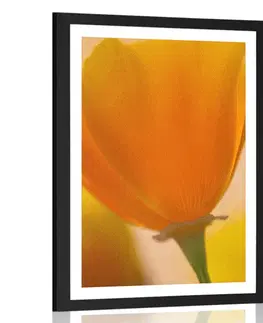 Květiny Plakát s paspartou kytice květin v detailním záběru
