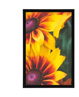Květiny Plakát atraktivní dvoubarevné květiny