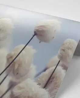 Samolepící tapety Samolepící fototapeta arktické květiny bavlny