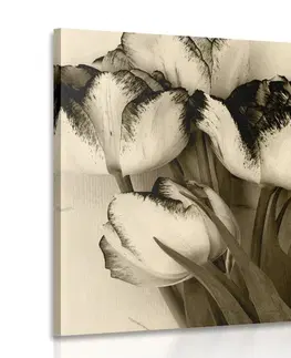 Černobílé obrazy Obraz jarní tulipány v sépiovém provedení