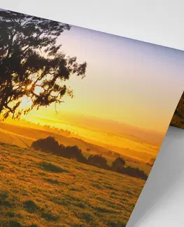 Samolepící tapety Samolepící fototapeta strom při západu slunce