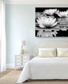 Černobílé obrazy Obraz lotosový květ v černobílém provedení