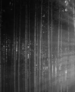 Samolepící tapety Samolepící fototapeta slunce za stromy v černobílém