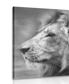 Černobílé obrazy Obraz africký lev v černobílém provedení