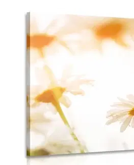 Obrazy květů Obraz kouzelné sedmikrásky