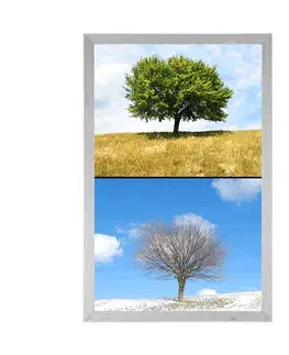 Příroda Plakát strom v ročních obdobích