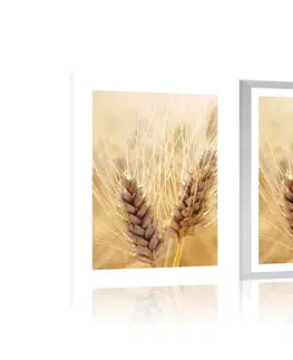 Příroda Plakát s paspartou pšeničné pole