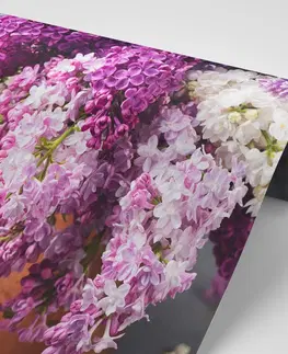 Samolepící tapety Samolepící fototapeta šeřík v květináči
