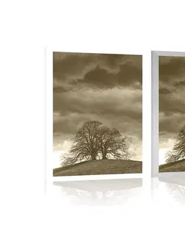 Černobílé Plakát sépiové osamělé stromy