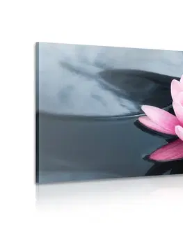 Obrazy květů Obraz lotosový květ v jezeře