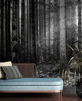Černobílé tapety Fototapeta černobílé tajemství lesa