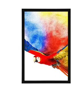 Zvířata Plakát let papouška