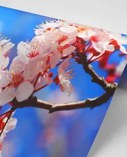 Samolepící tapety Samolepící fototapeta třešňový květ