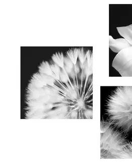 Sestavy obrazů Set obrazů černobílá krása květin s motýlem