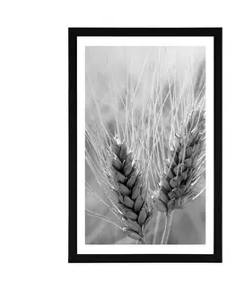 Černobílé Plakát s paspartou pšeničné pole v černobílém provedení