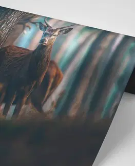 Samolepící tapety Samolepící fototapeta jelen v lese