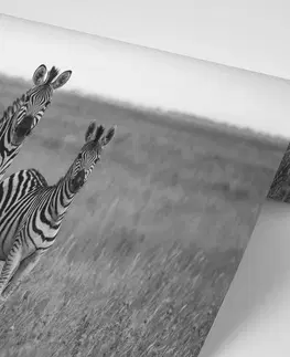 Černobílé tapety Fototapeta tři černobílé zebry v savanu