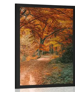 Příroda Plakát krásný les v podzimním období